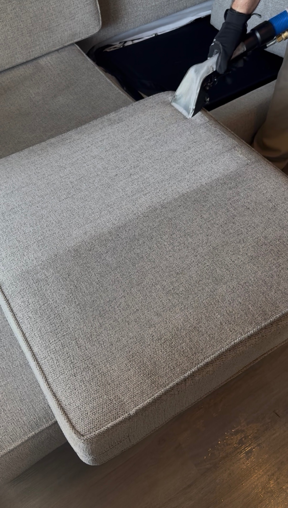 Family dog resting on a freshly cleaned carpet